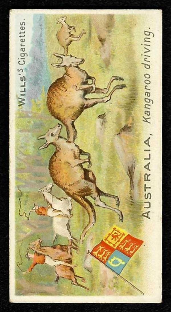 1900 AUSTRALIA, KANGAROO DRIVING Wills Sports Of All Nations TRAVELLER #2