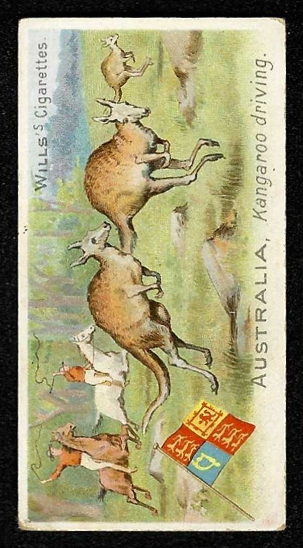 1900 AUSTRALIA, KANGAROO DRIVING Wills Sports Of All Nations THREE CASTLES #2