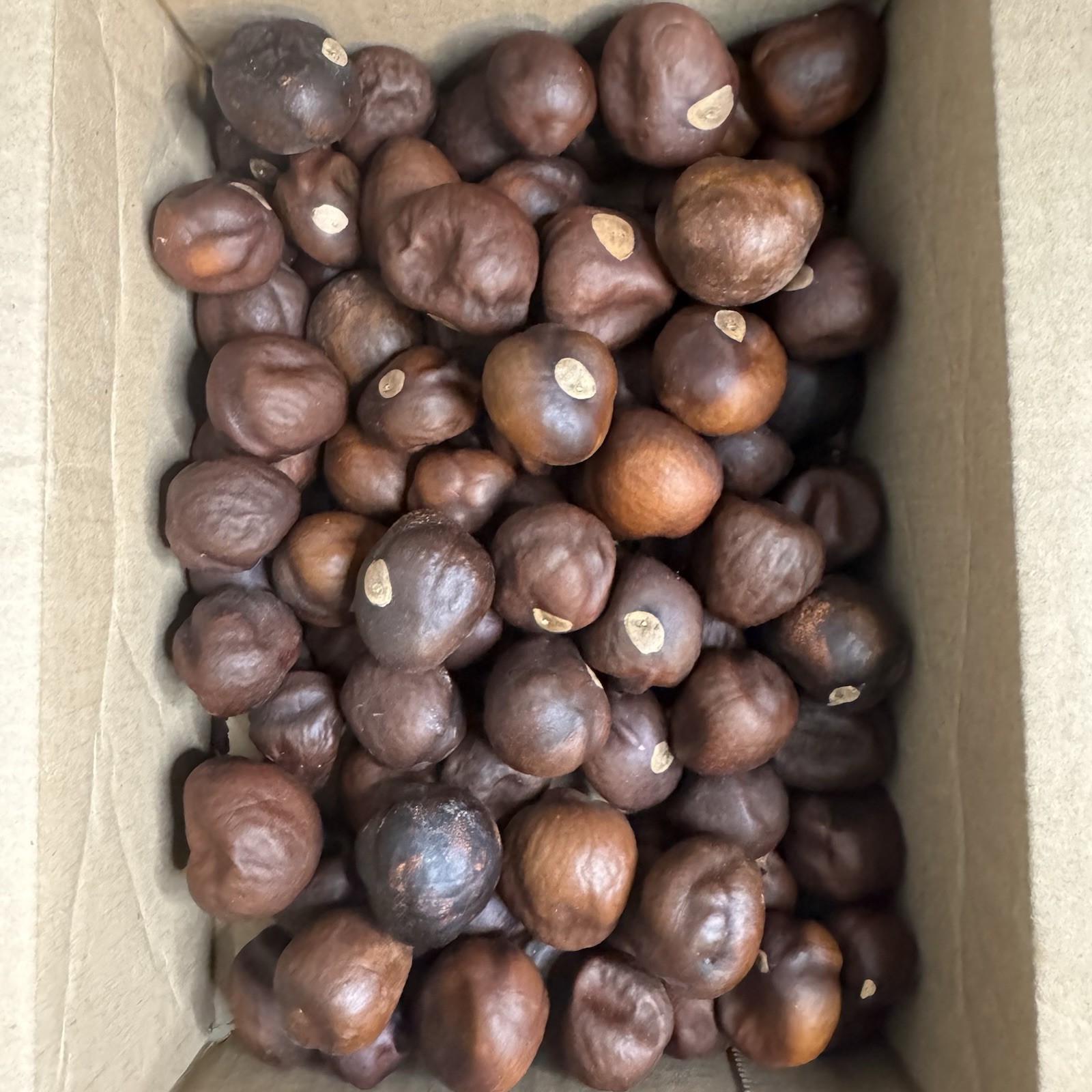 Lucky Buckeye Nuts 2024 Large Nickel To Quarter Size Missouri 1.5 Pound Lot
