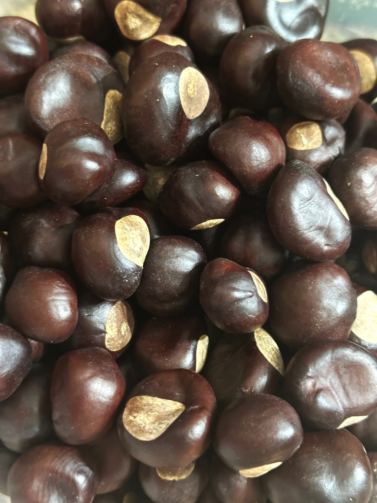 Buckeyes 25 Genuine Ohio Nuts OSU, Crop 2025 dried Ohio State for Crafts