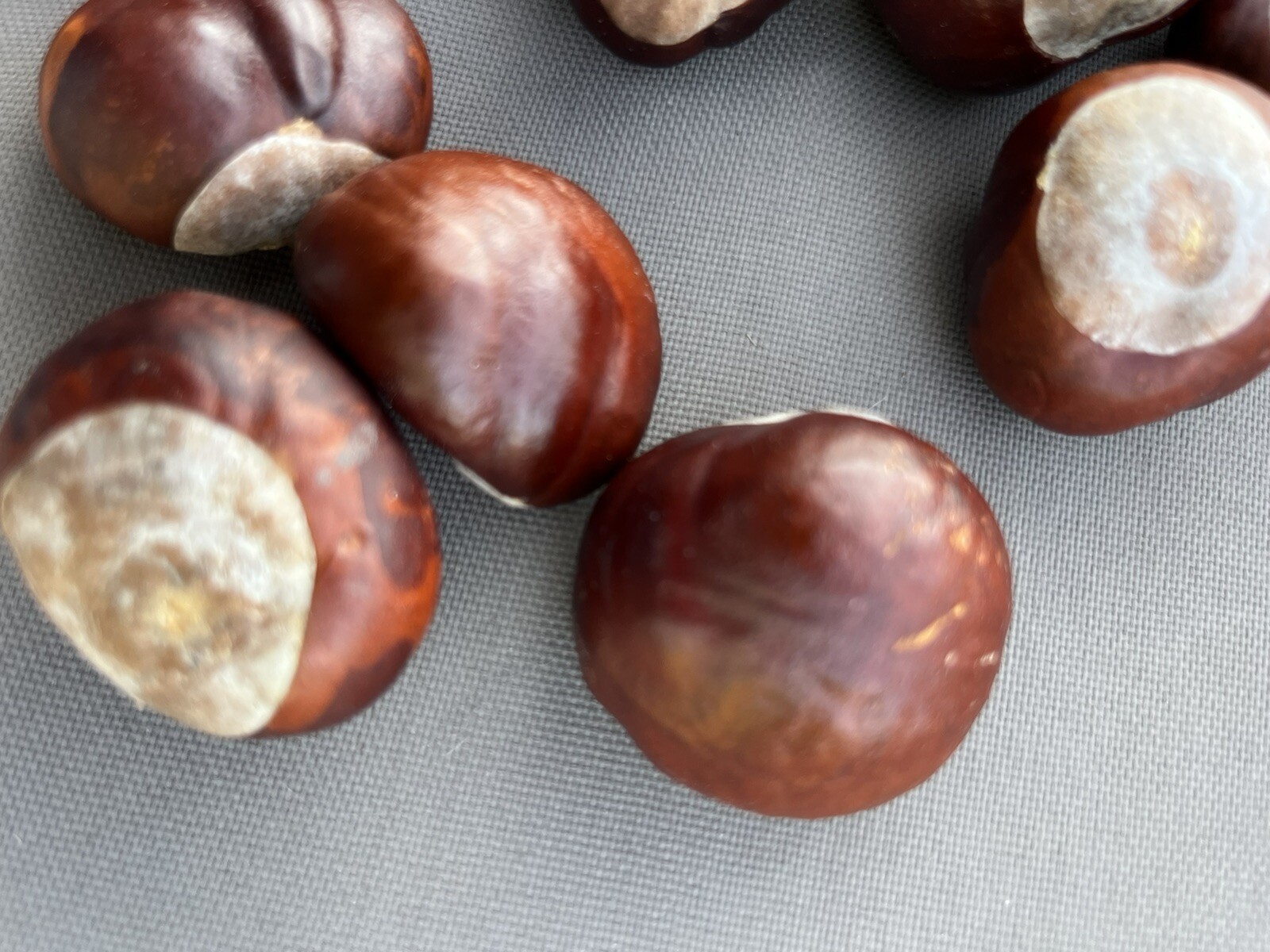 60 Ohio Buckeye Nuts OSU Football Graduation Craft 2024 Crop Football LARGE